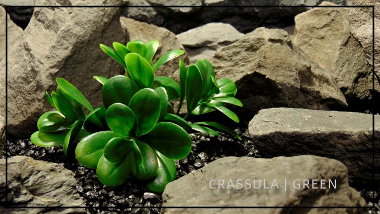 Artificial Crassula - Green - Reptile Terrarium Plant - PRP434 - title