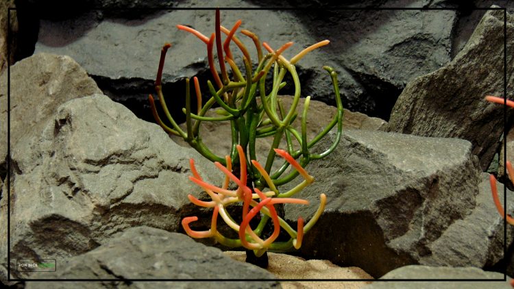 Artificial Fire Stick Cactus - Reptile Desert Decor Plant - prp428 - 2
