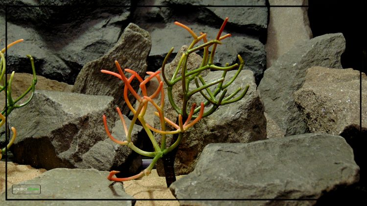 Artificial Fire Stick Cactus - Reptile Desert Decor Plant - prp428 - 3