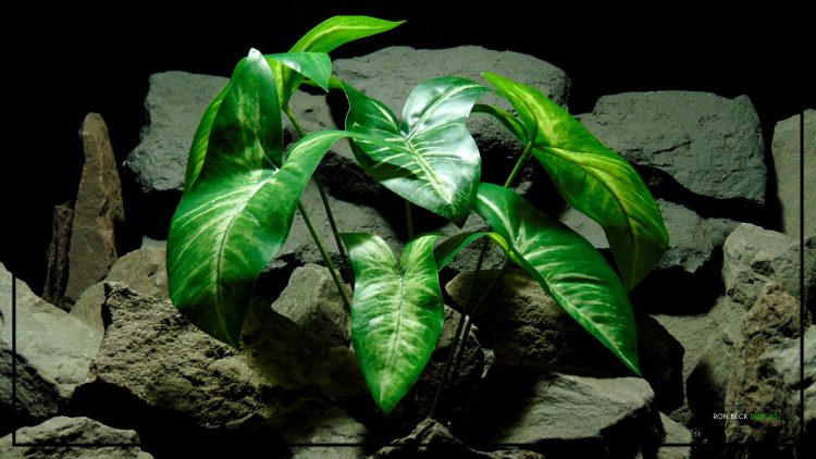 Artificial Philodendron Mexicanum - Artificial Silk Reptile Plant SRP427 4