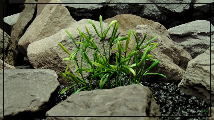 Artificial Rock Samphire - Aquarium Reptile Habitat Plant - parp429 2