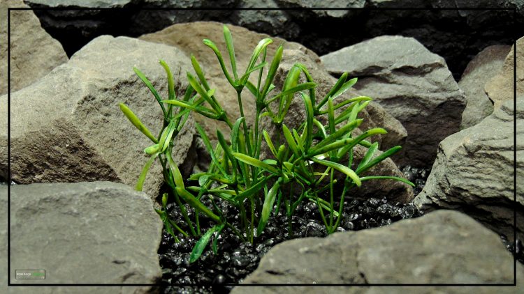 Artificial Rock Samphire - Aquarium Reptile Habitat Plant - parp429 3
