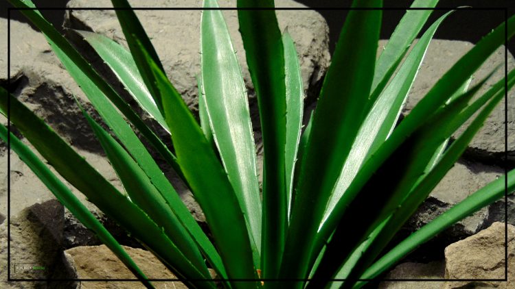 Artificial Spiked Agave - Reptile Terrarium Plant - Home Decor - PRS431.jpg 2