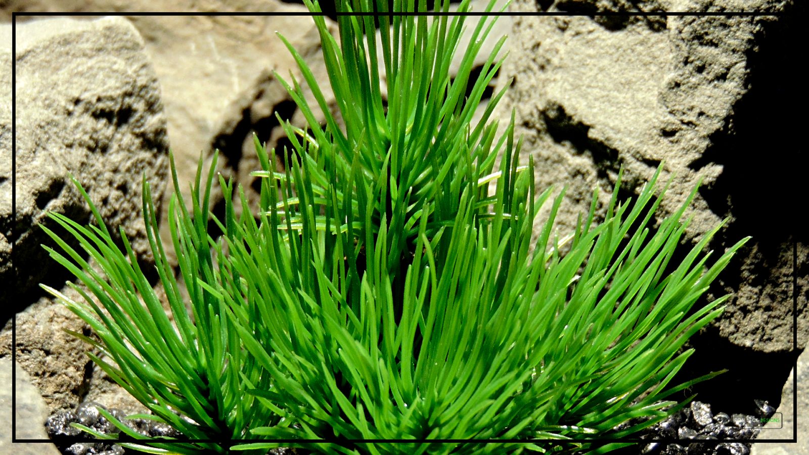 Artificial Pine Needle Bush - Desert Reptile Artificial Plant - prp438 4