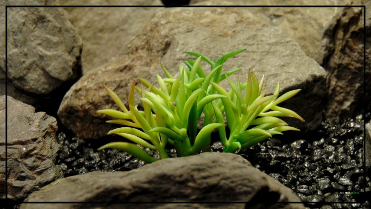 Artificial Kleinia Succulent - Reptile Desert Plant - prp294.jpg 2