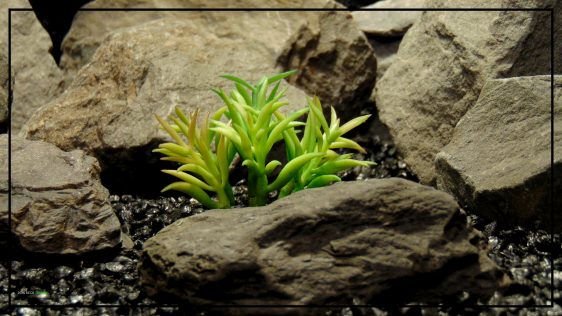 Artificial Kleinia Succulent - Reptile Desert Plant - ronbeckdesigns - prp294