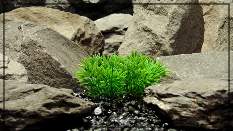Artificial Podocarpus Grass - Aquarium Plant - Ron Beck Designs PARP443 2