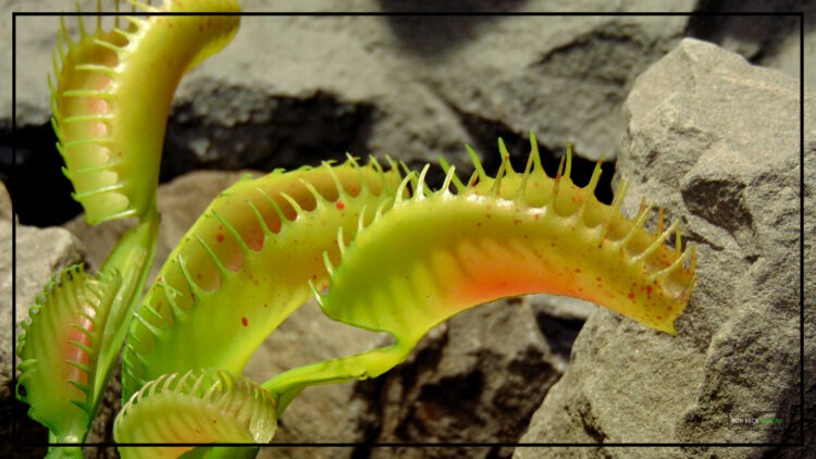 Artificial Venus Flytrap - Artificial Reptile Habitat Plant PRP448 3