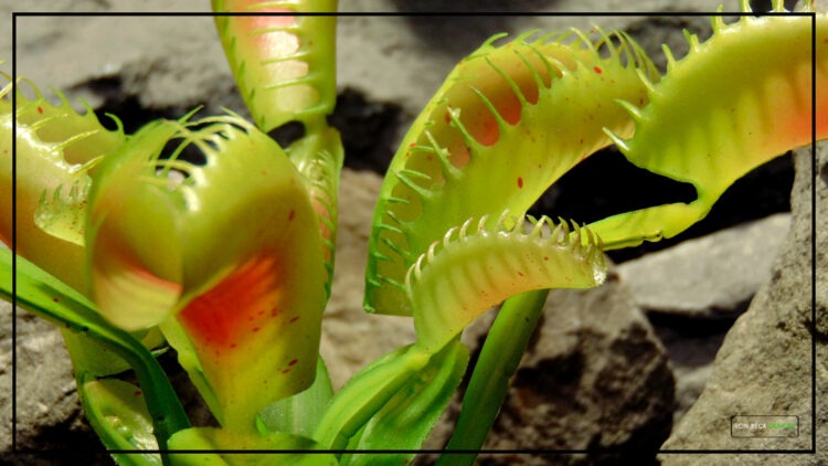 Artificial Venus Flytrap - Artificial Reptile Habitat Plant PRP448 4