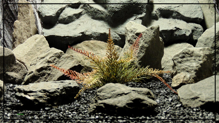 Artificial Spiked Fern (browns) – Artificial Aquarium Reptile Plant - Ron Beck Designs parp360 4