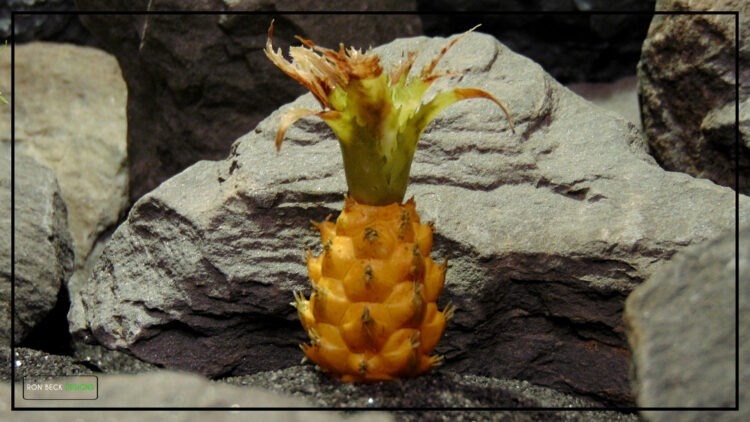 Artificial Pineapple Bush - Reptile Desert Tropical Plant PRP453