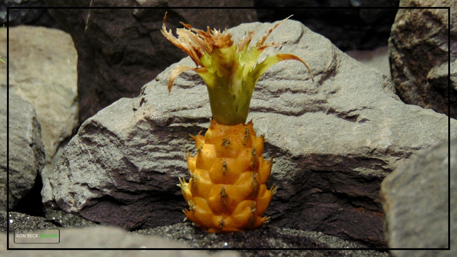 Artificial Pineapple Bush (yellow) - Reptile Desert Tropical Plant PRP453