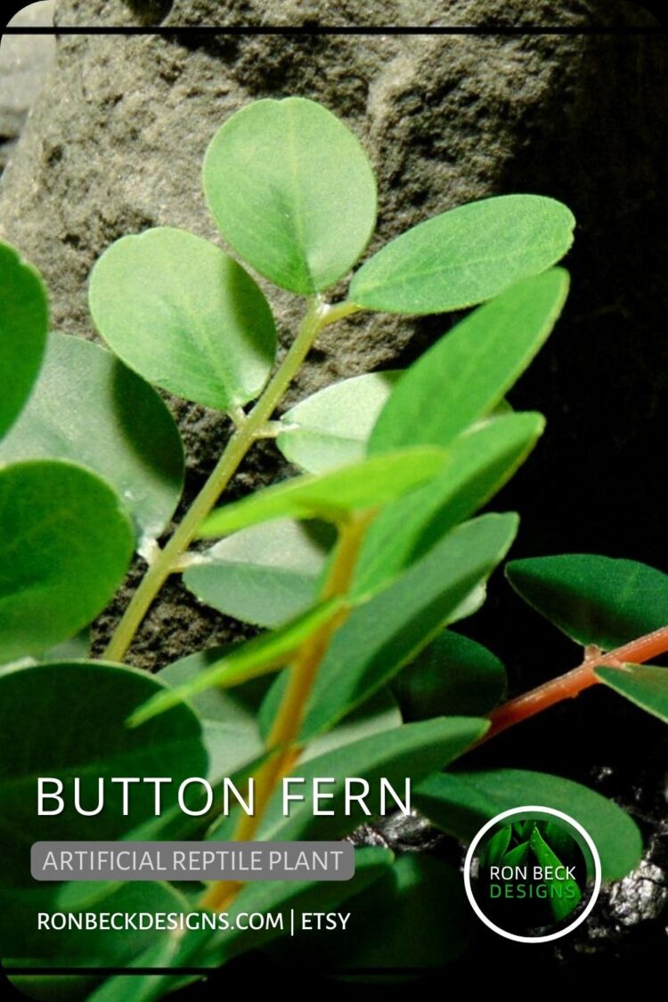 Button Fern - NEW DESIGN PINTEREST POST