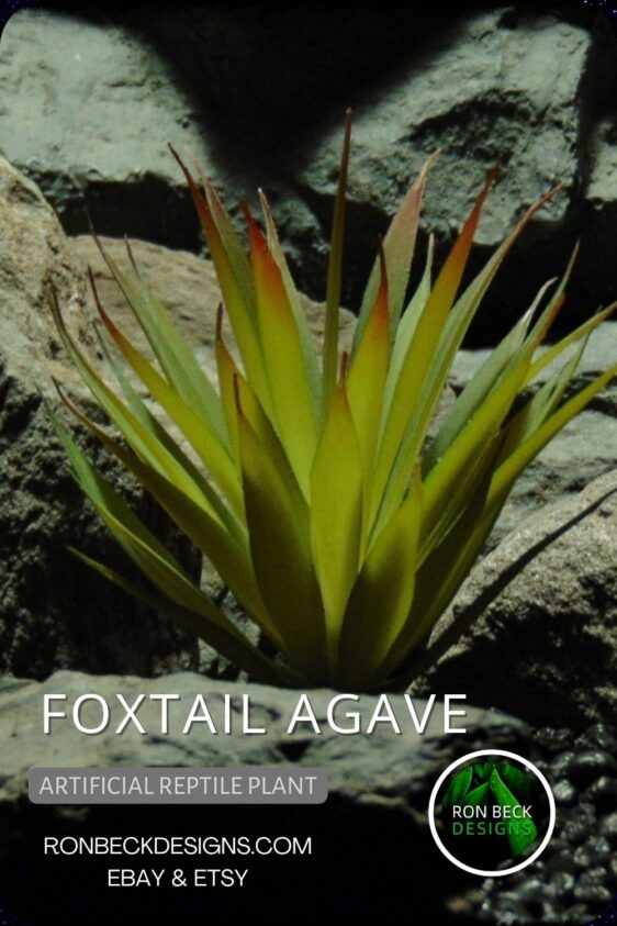 Foxtail Agave - NEW DESIGN PINTEREST POST
