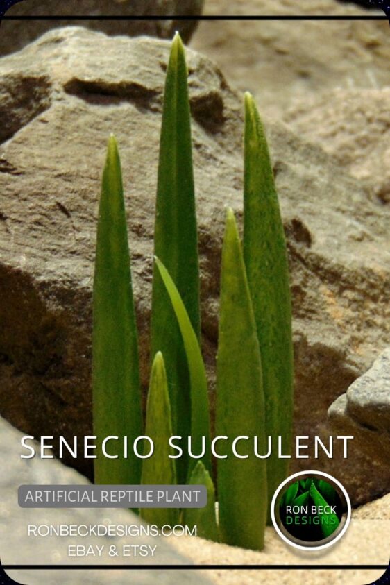 Senecio Succulent - NEW DESIGN PINTEREST POST