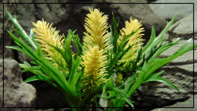 Artificial Cactus Flower Blooms - Reptile Desert Plant - prp455 3