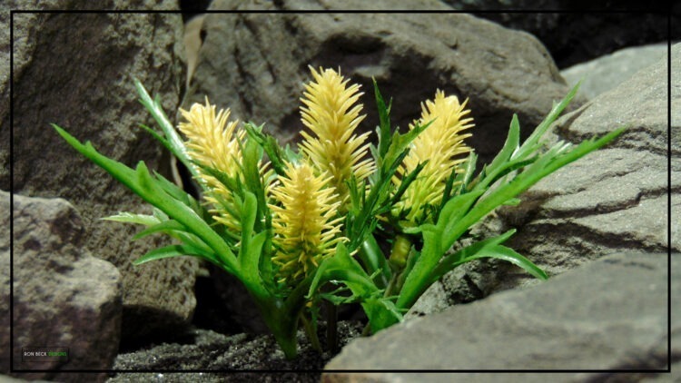 Artificial Cactus Flower Blooms - Reptile Desert Plant - prp455 4