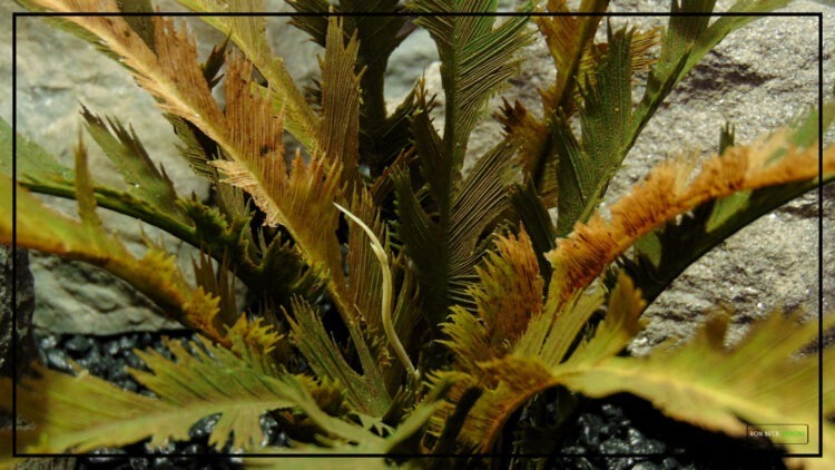 Artificial Feather Leaf Fern (Fall) - Reptile Terrarium Plant - prp288 2022 4
