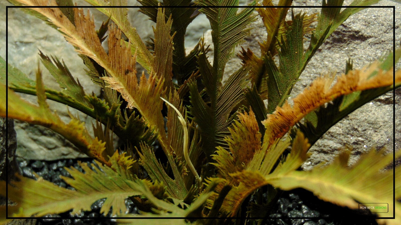 Artificial Feather Leaf Fern (Fall Tones) - Reptile Terrarium Plant - prp288 2022 4