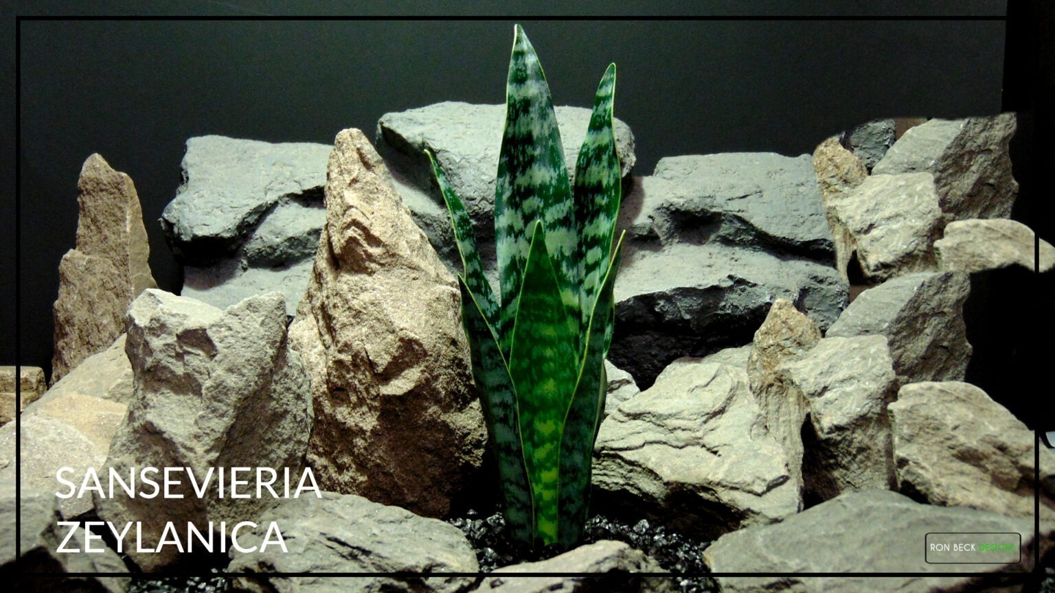 Artificial Sansevieria Zeylanica Reptile Terrarium Plant prp465 4 title