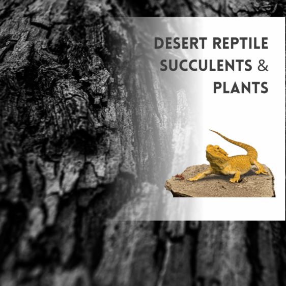 Reptile Desert Habitat Plants