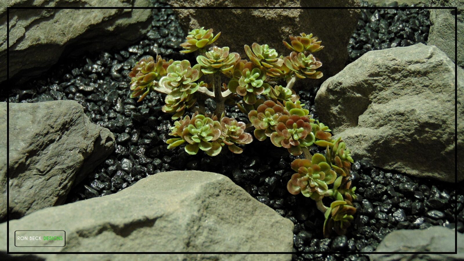 Artificial Trailing Sedum Desert Reptile Succulent PRS480 2