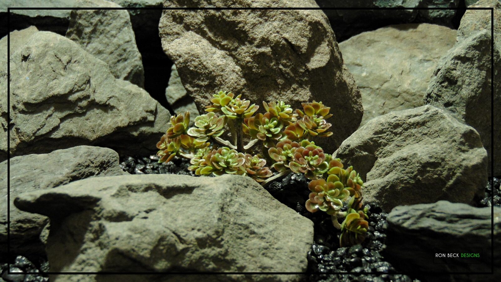 Artificial Trailing Sedum Desert Reptile Succulent PRS480