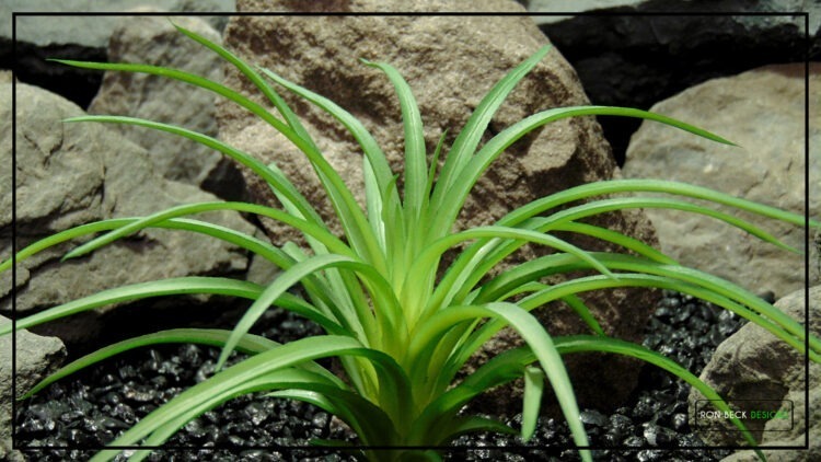 Artificial Tillandsia Plant - Reptile Terrarium Plant PRS483 3