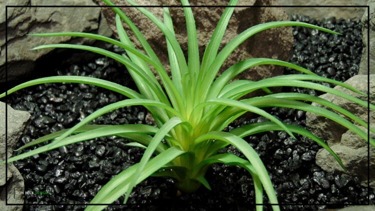 Artificial Tillandsia Plant - Reptile Terrarium Plant PRS483 4
