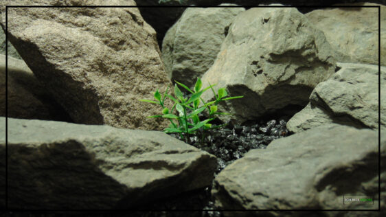Artificial Mini Leaves - Aquarium Reptile Plant PARP493 2
