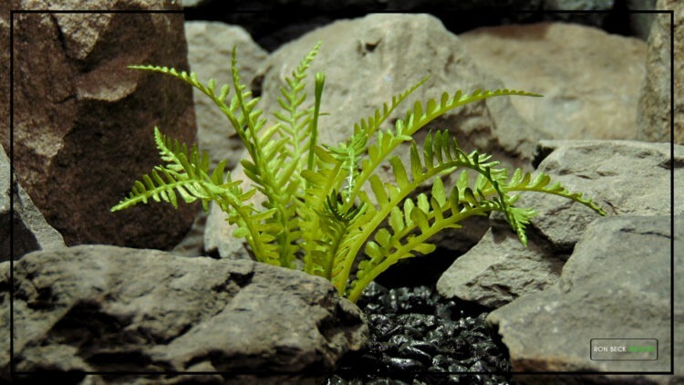 Artificial Light Green Fern - Reptile Terrarium Vivarium Plant prp506 2