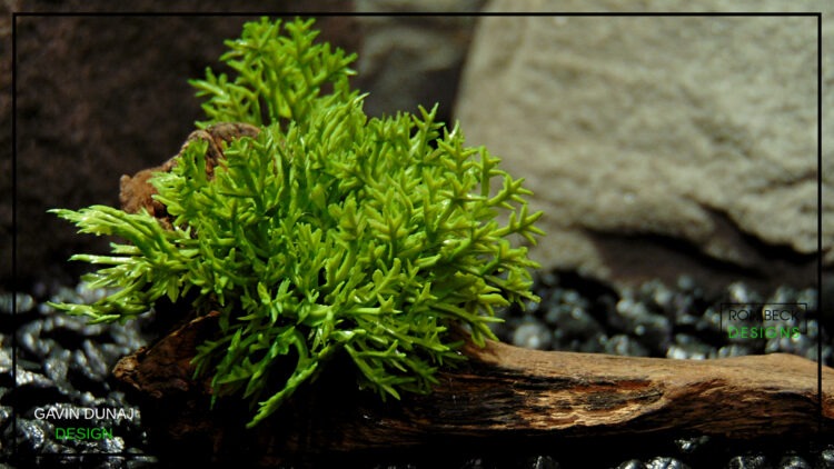 Artificial Moss Real Touch Driftwood Reptile Decor TAD512 Ron Beck Designs 4