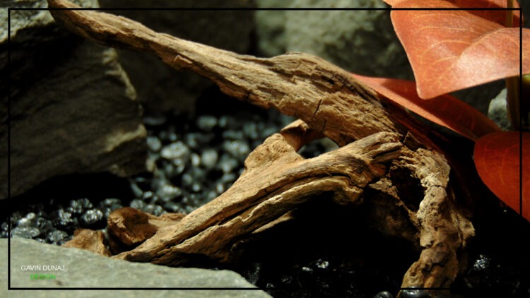 Driftwood 2x Silk Autumn Foliage Reptile Decor DWSR514 4