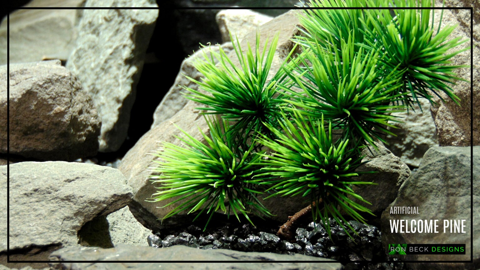 Welcome Pine Bonsai Reptile Habitat Plant prp518 Title