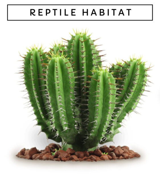 Reptile Desert Habitat Plants