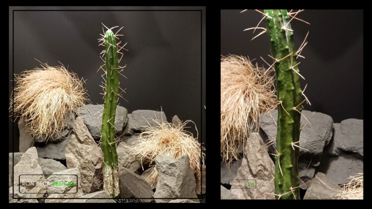 Artificial Toothpick Cactus 18 inches tall - Desert Reptile Habitat Plant - PRC520 1