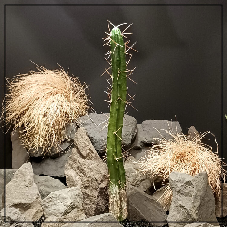 Artificial Toothpick Cactus 18 inches tall - Desert Reptile Habitat Plant - PRC520 Product Image