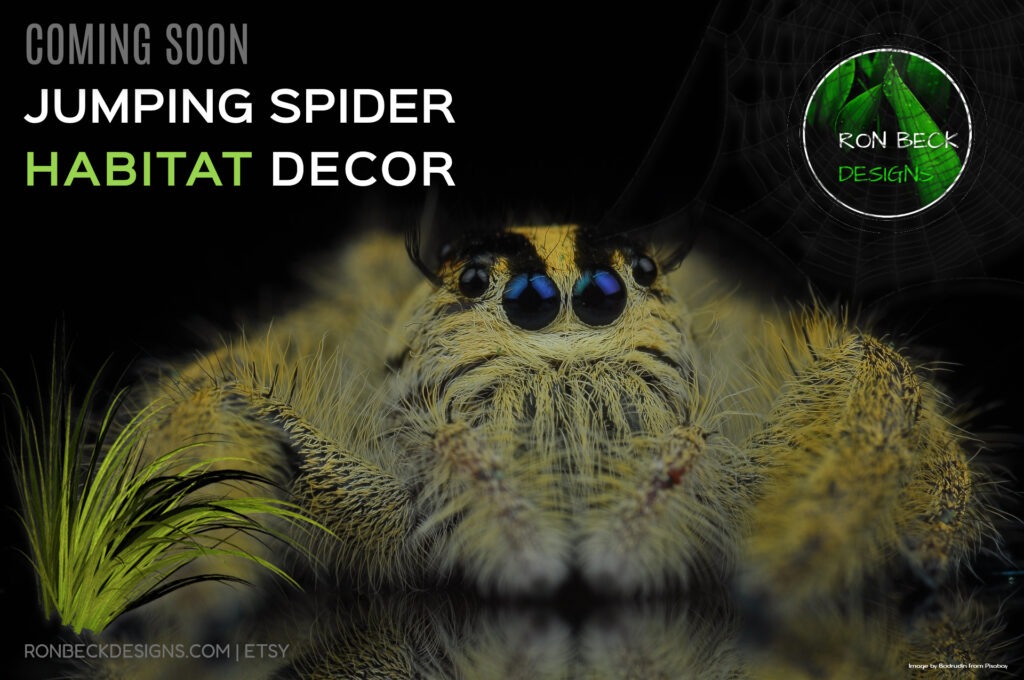 Jumping Spider Habitat Decor - Image by Badrudin - Pixabay-1920 1080