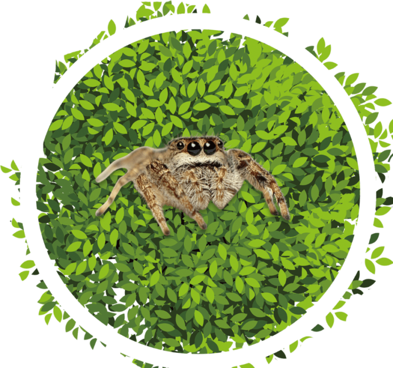 Jumping Spider Decor Product Category