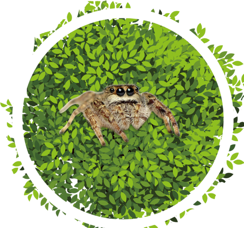 Jumping Spider Decor Product Category