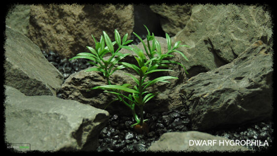 Artificial Dwarf Hygrophila - Reptile Decor RP583 m