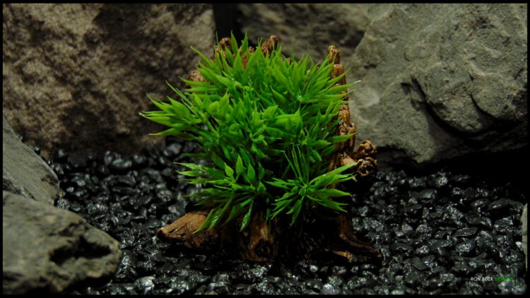 Artificial Podocarpus Grass Resin Driftwood RRDG510 MAI 2