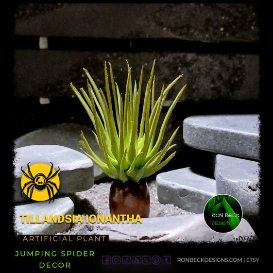 Artificial Tillandsia Ionantha Succulent Jumping Spider Insect Plant JS582 MAIN