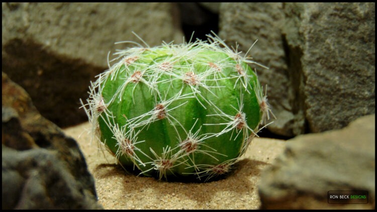 Artificial Barrel Cactus Desert Reptile Plant RP591 2ND