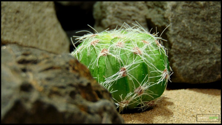 Artificial Barrel Cactus Desert Reptile Plant RP591 EXTRA