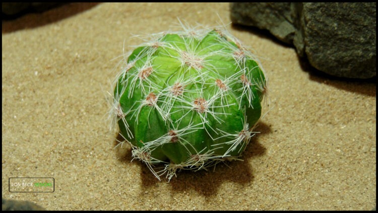 Artificial Barrel Cactus Desert Reptile Plant RP591 TOP