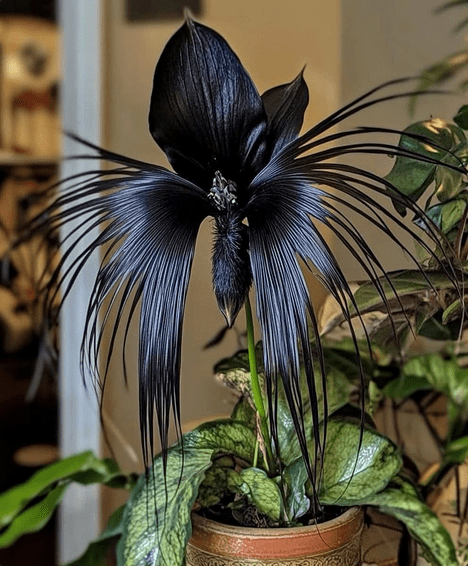 Bat Flower | Robertto Rabello Instagram