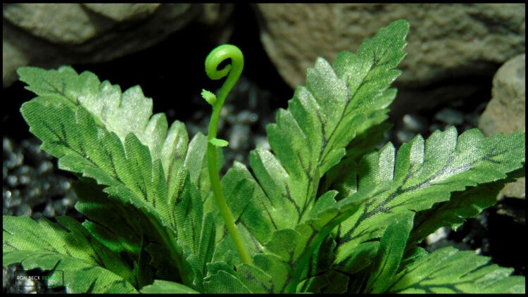 Artificial Silk Bracken Fern - Reptile Decor SRP598 6