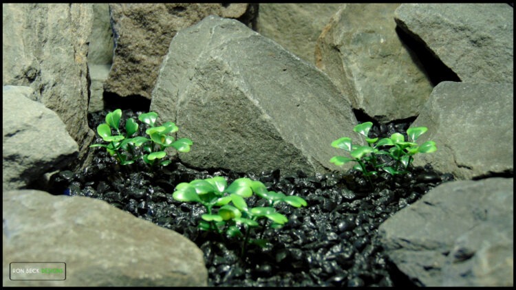 Artificial Boxwood Bushes - Reptile Plant - prp615 1