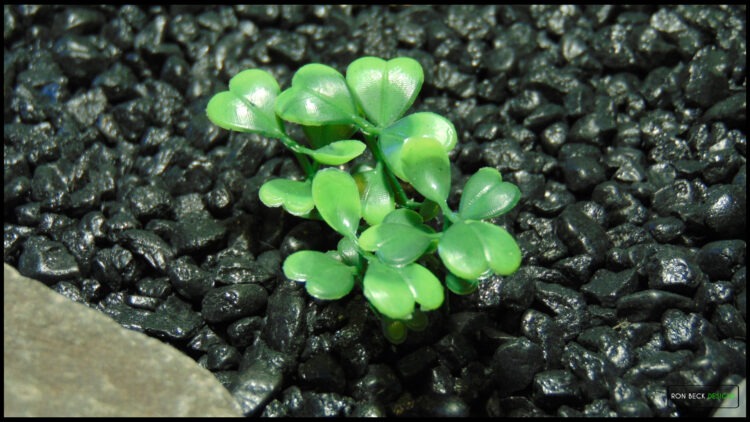 Artificial Boxwood Bushes - Reptile Plant - prp615 5